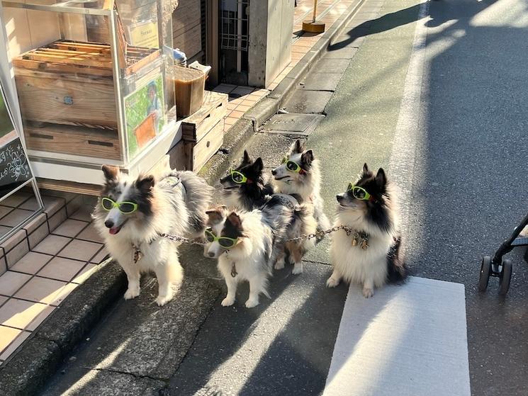 Chiens à lunettes. @ Catherine Gruère