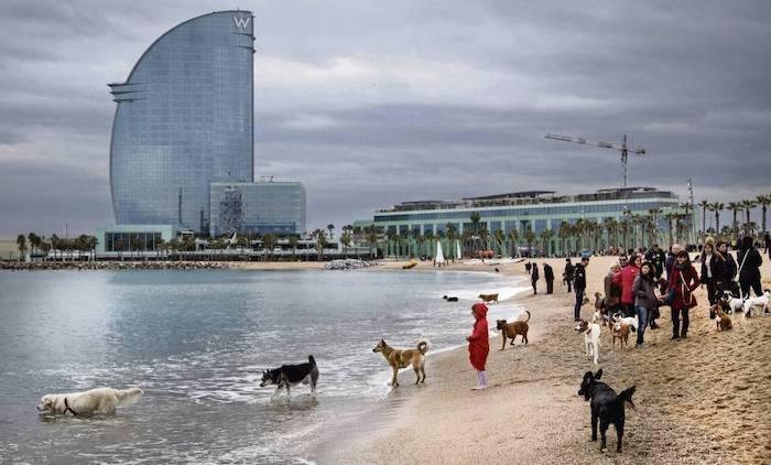 chiens sur la plage de Barcelone