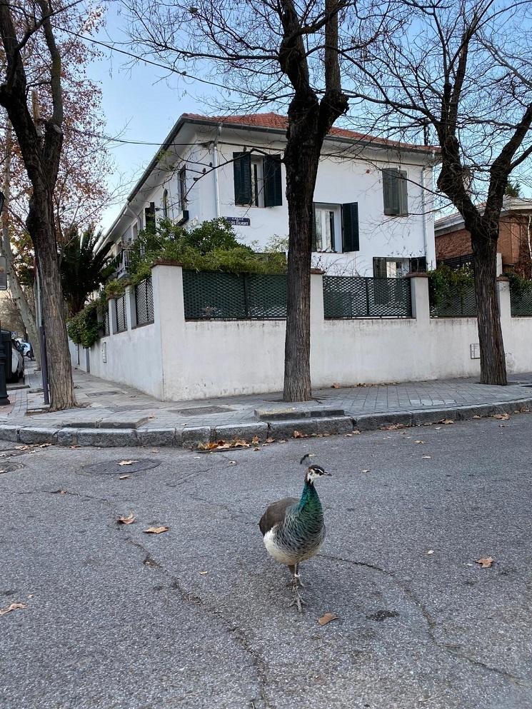 colonia fuente del berro madrid