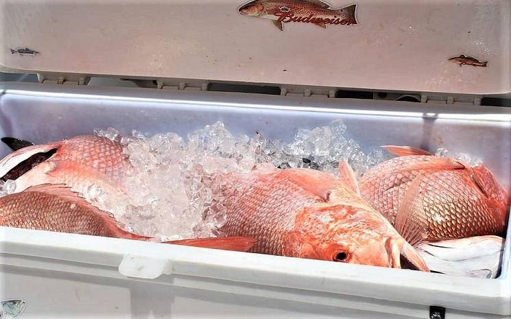 Xinfadi deuxième vague Covid-19