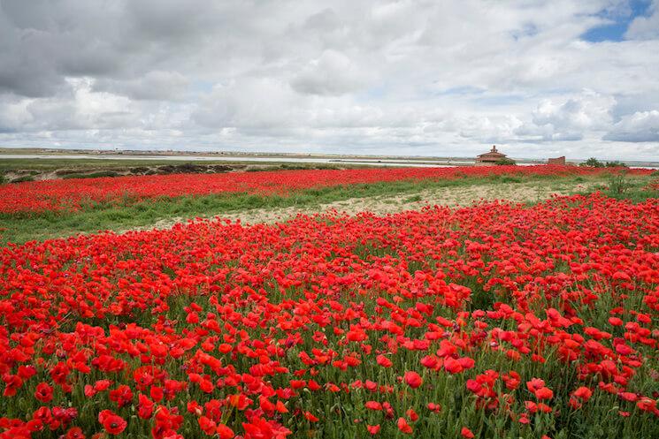 Champs de coquelicots à Zamora, Espagne