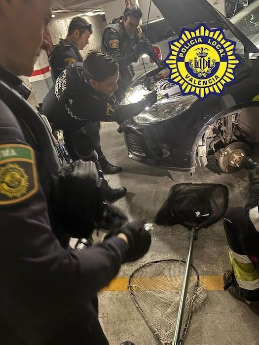 couleuvre sous capot de la voiture avec policiers