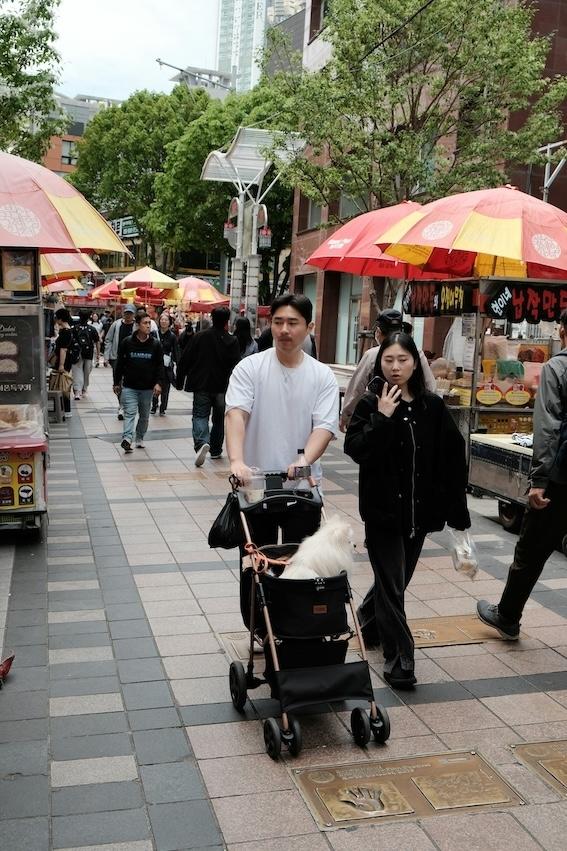 Couple chien poussette japon