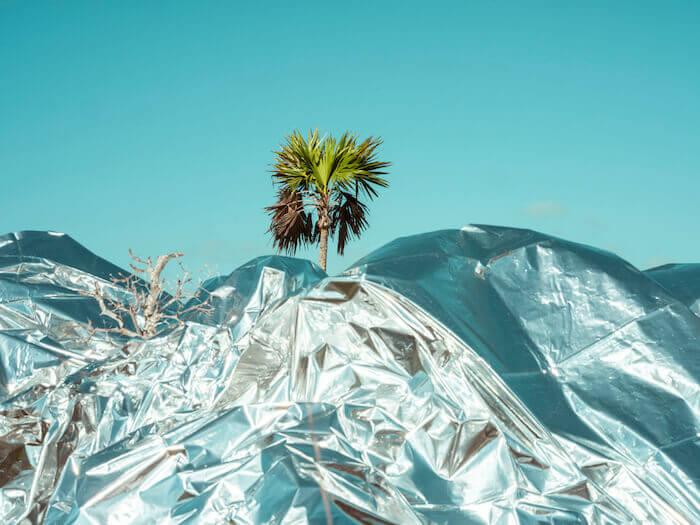une photo de cristina de middel d'un palmier pris dans du plastique