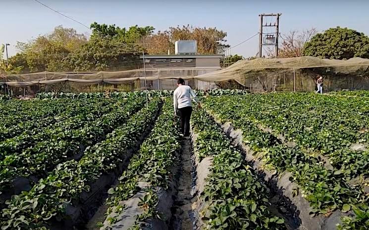 cueillette de fraises à Hong Kong