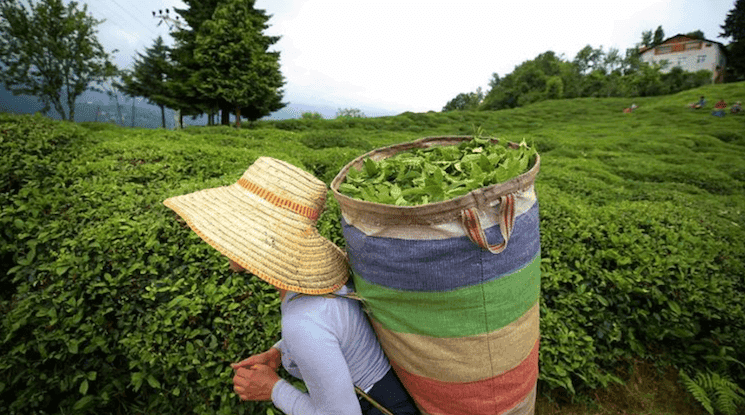 Femme en train de récolter du thé à Rize, avec un sac coloré rempli de feuilles fraîches sur le dos, dans une plantation verdoyante de Turquie.
