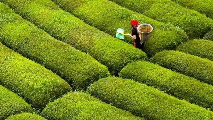 Femme récoltant du thé dans les plantations verdoyantes de la région de Rize, en Turquie.