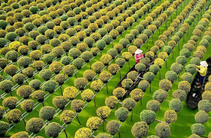 Culture des fleurs dans le sud du Vietnam