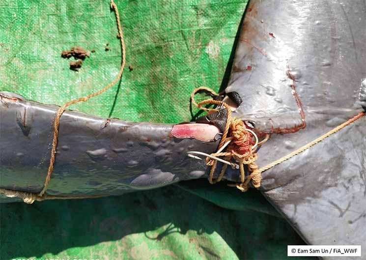 dauphin de meckong mort cambodge 2 jpg.jpg