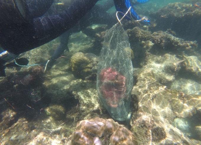 Des déchets plastiques collectés sur un récif de corail d’une plage de Phu Quoc