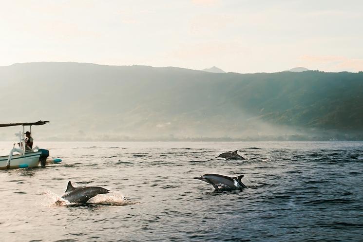 des dauphins qui sautent dans la mer à lovina, bali