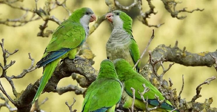 des oiseaux perroquets vert