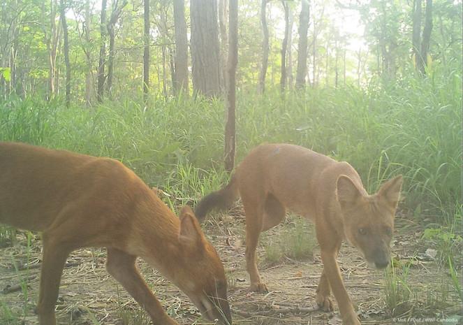 dhôles WWF-Cambodge .jpg (241.42 Ko)