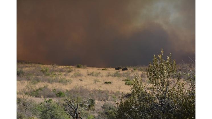 elephants fuient un incendie gigantesque