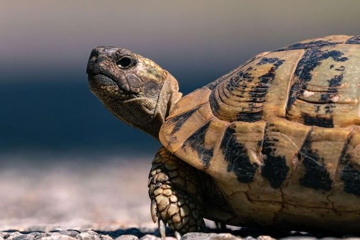tortue