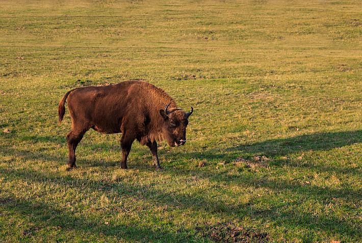 bison-roumanie