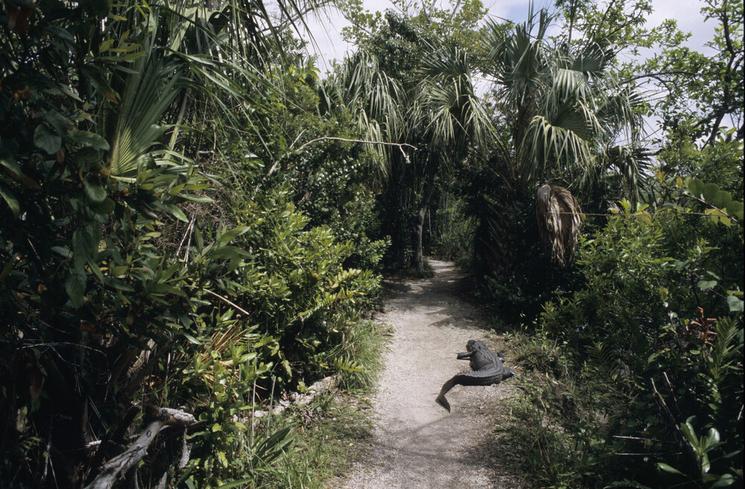 l'UNESCO travaille pour la préservation des Everglades de Floride