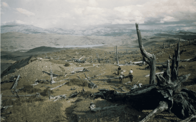 Bois Pétrifiés, Patagonie 1943. Gisèle Freund ©RMN – Grand Palais/ Gisèle Freund/IMEC Service presse – Maison de l’Amérique latine