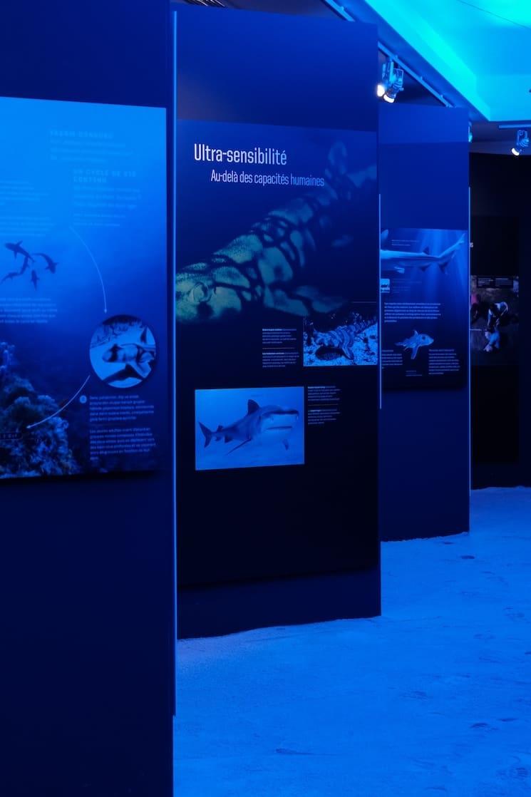 Exposition Le Monde des requins au lycée Saint-Joseph d’Istanbul – panneau pédagogique et scénographie immersive