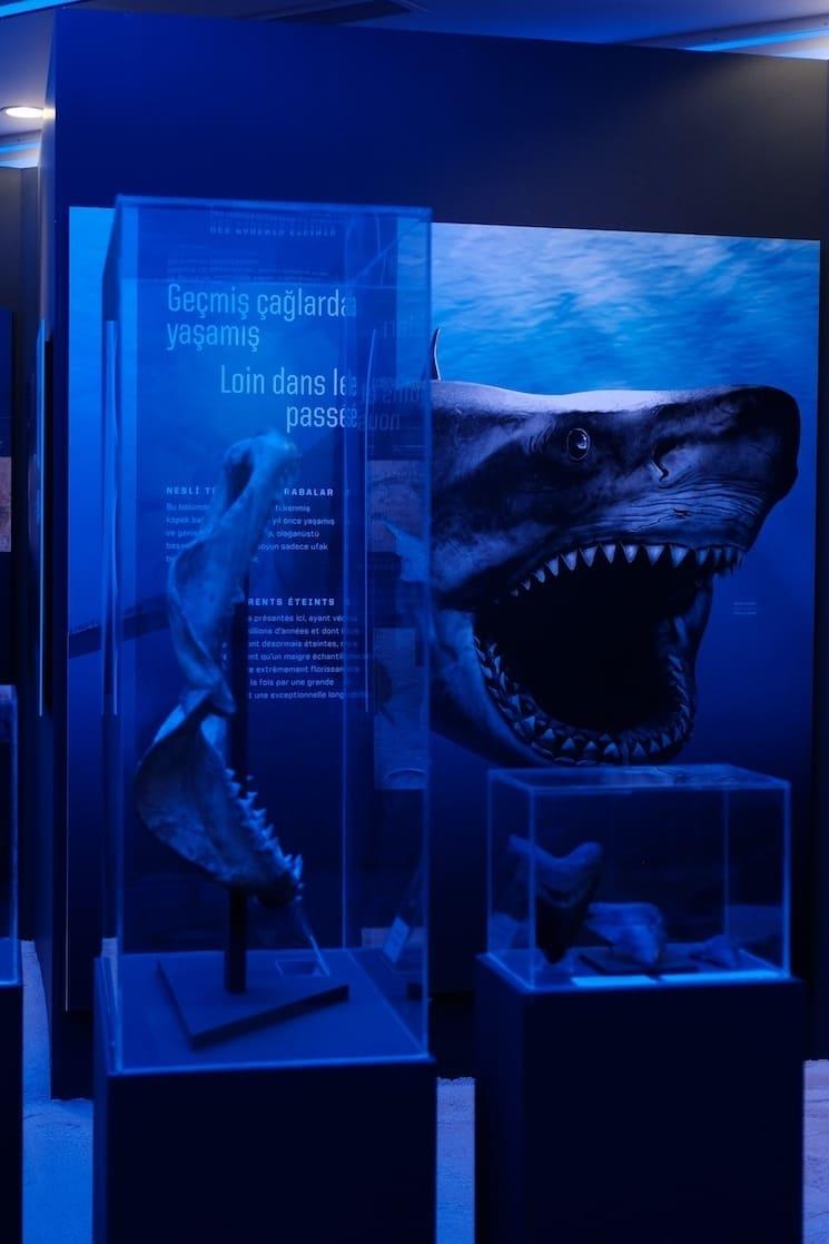 Exposition Le Monde des requins au lycée Saint-Joseph d’Istanbul – mâchoire et spécimens de requin en vitrine