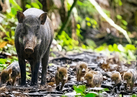 Une famille de sangliers sauvages à Lower Peirce Reservoir ©Mothership
