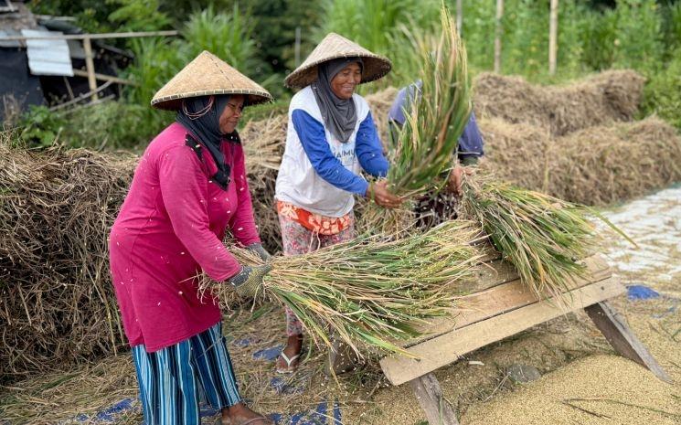 La récolte du riz à Lombok se fait deux à trois fois par an