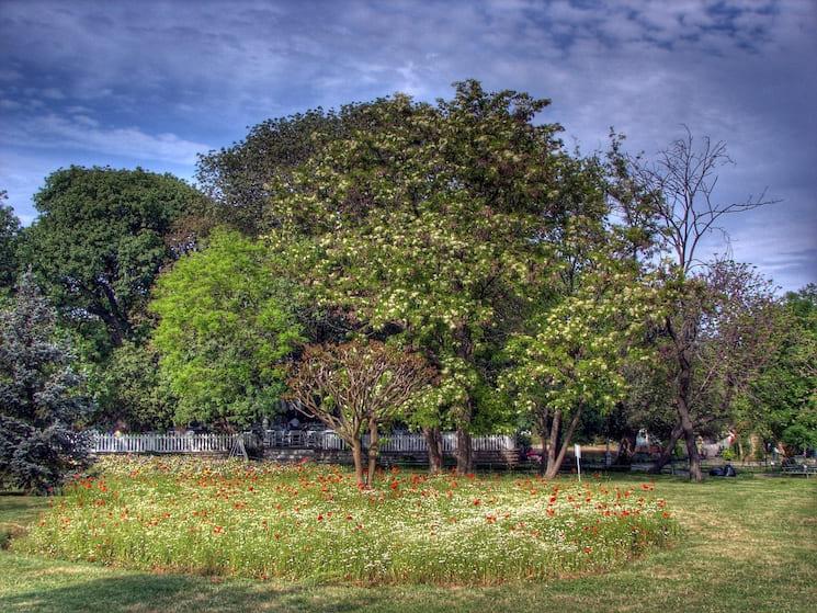 Vue fleurie du parc Fenerbahçe à Kadıköy en juin, avec arbres en fleurs et parterre de coquelicots.