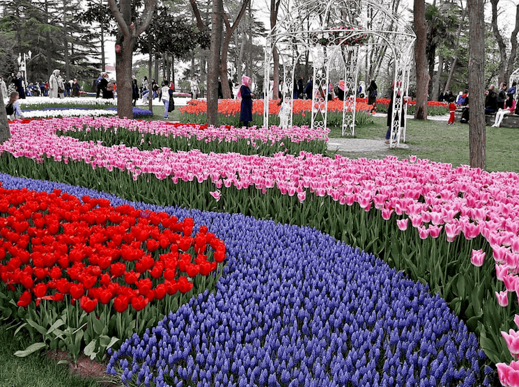 Parterre de tulipes multicolores dans le parc Emirgan lors du Festival de la Tulipe d’Istanbul 2025.