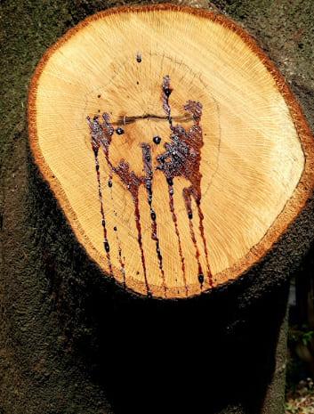 Alexandre Bergamini Hiroshima le retour à la vie illustration 2