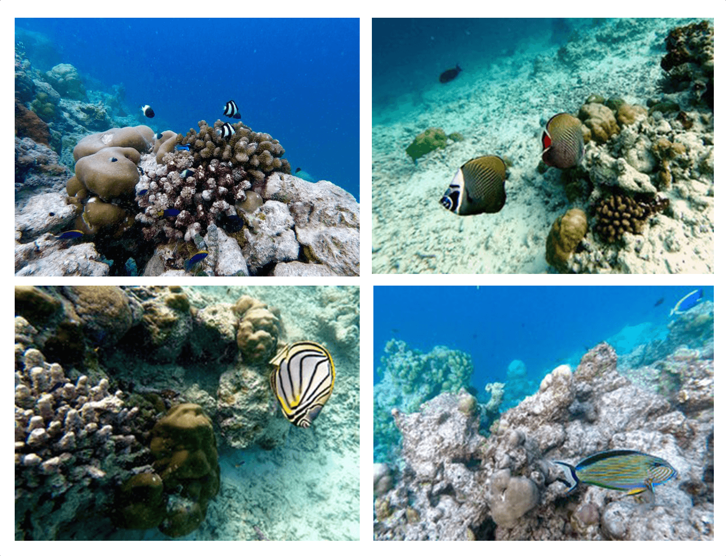 fonds marins maldives india