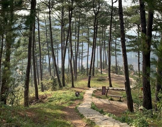 Les forêts de Da Lat