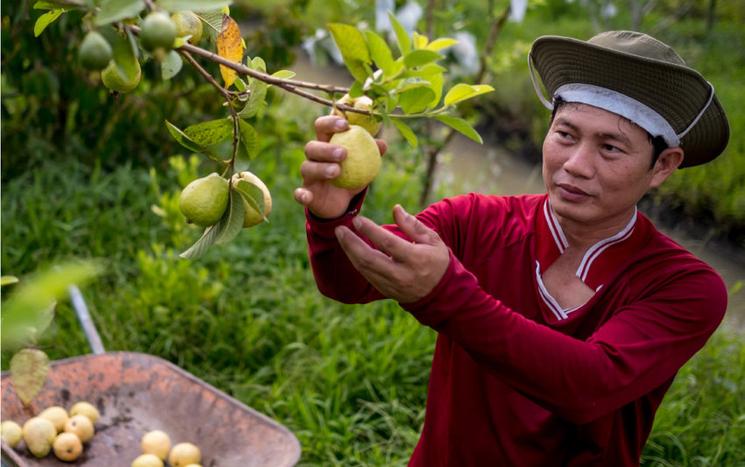 Fruiticulture au Vietnam : sur les traces d'une entreprise éco-responsable