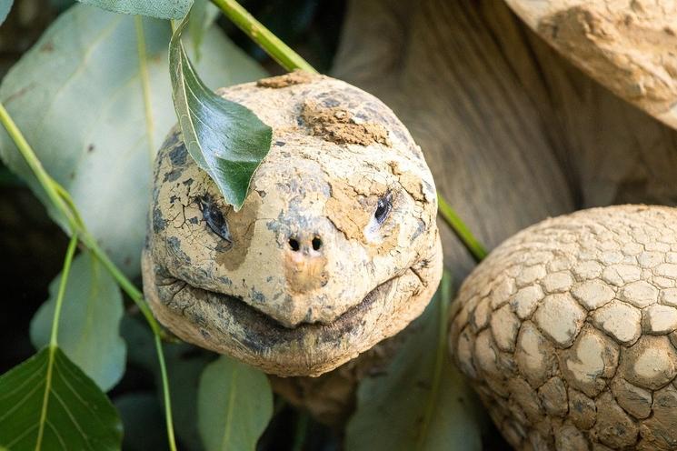 Tortue zoo galapagos
