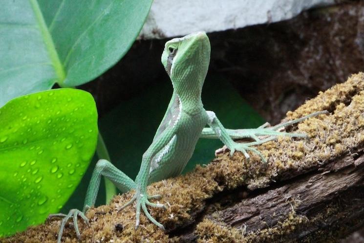 La Gecko Gallery, l'un des musées insolites de New York