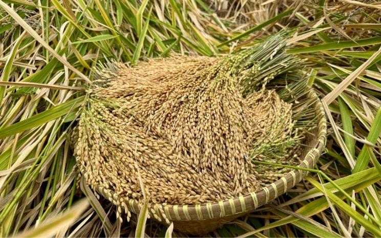 gerbe de riz fraichement cueillie à Lombok