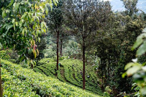 Gunung mas the plantation Puncak