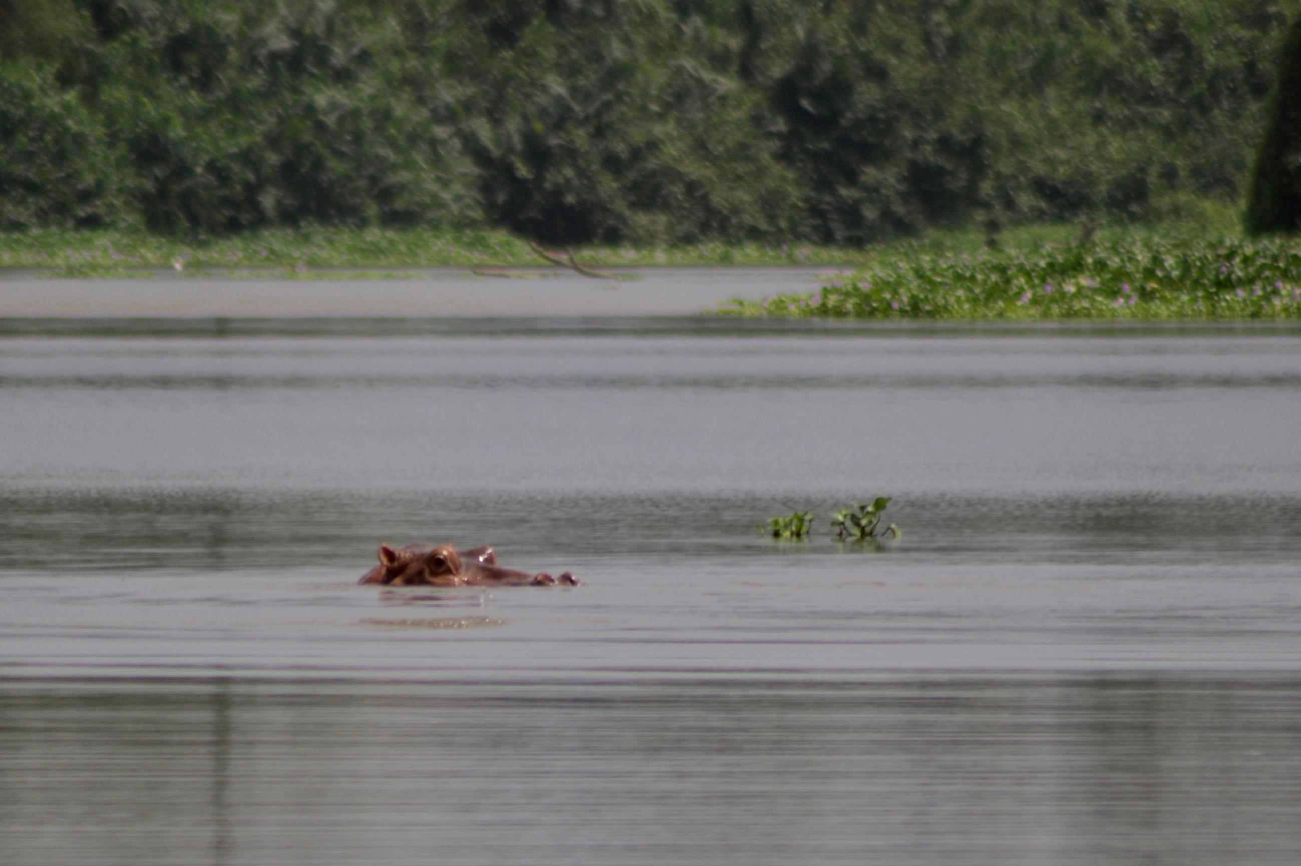 hippopotame tiassalé Côte d'Ivoire