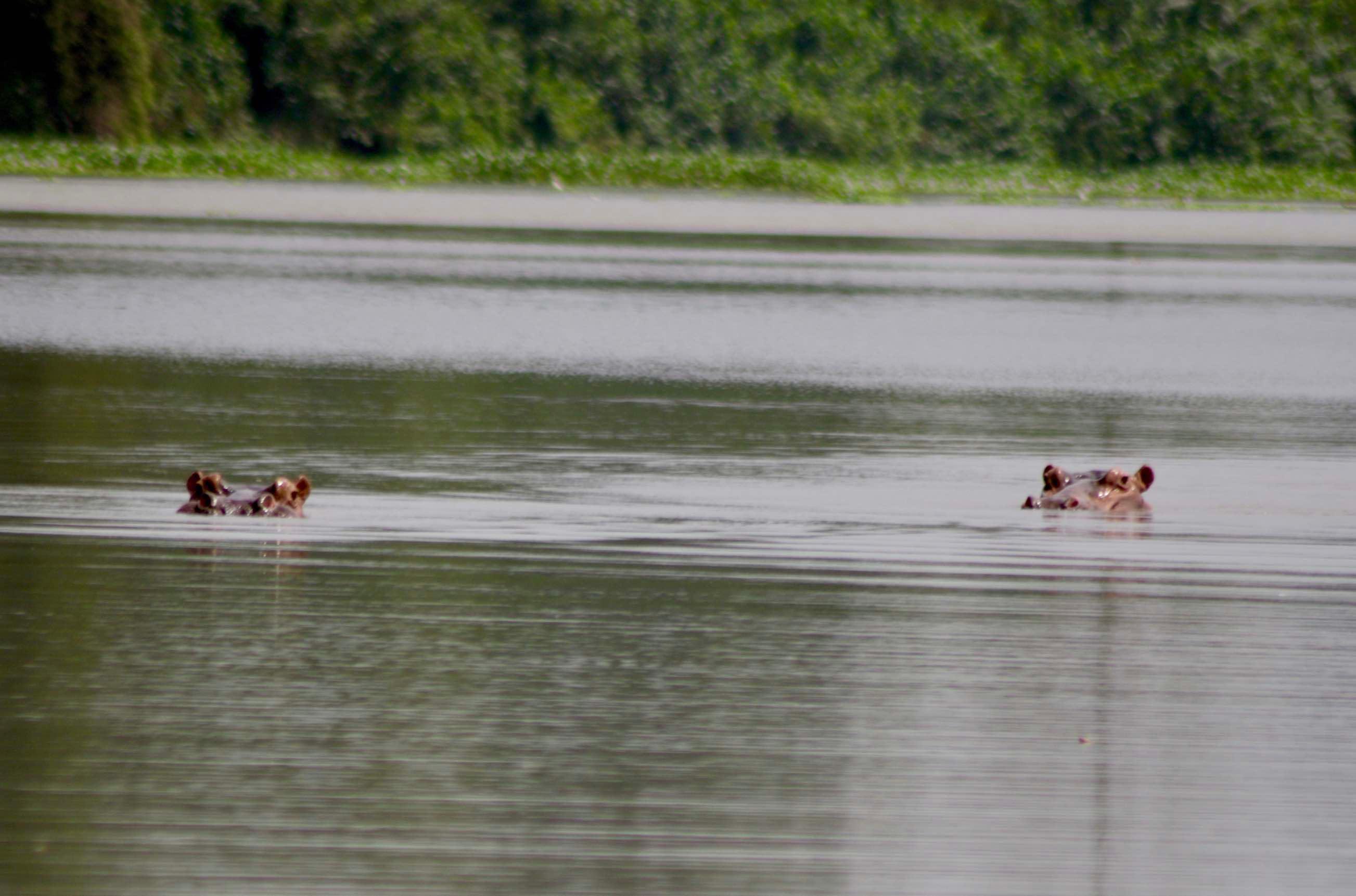 hippopotames tiassalé abidjan
