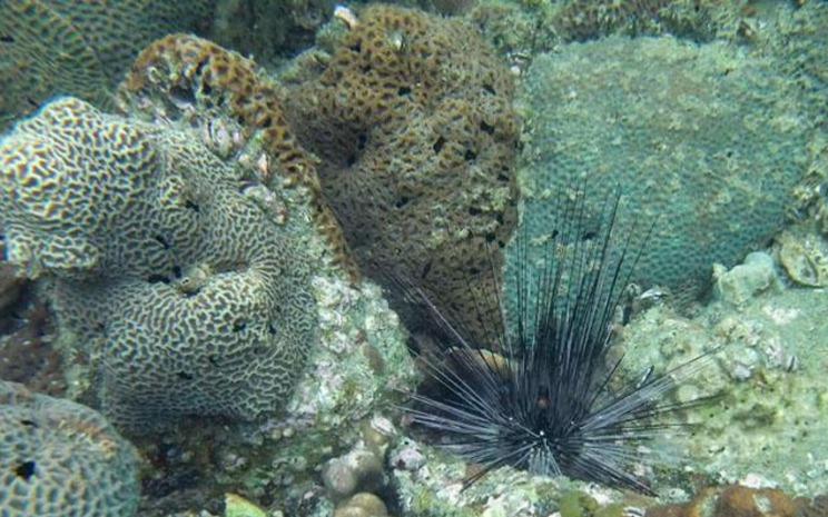 Animaux Hong Kong balades