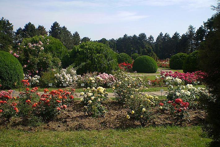 jardin-botanique-iasi