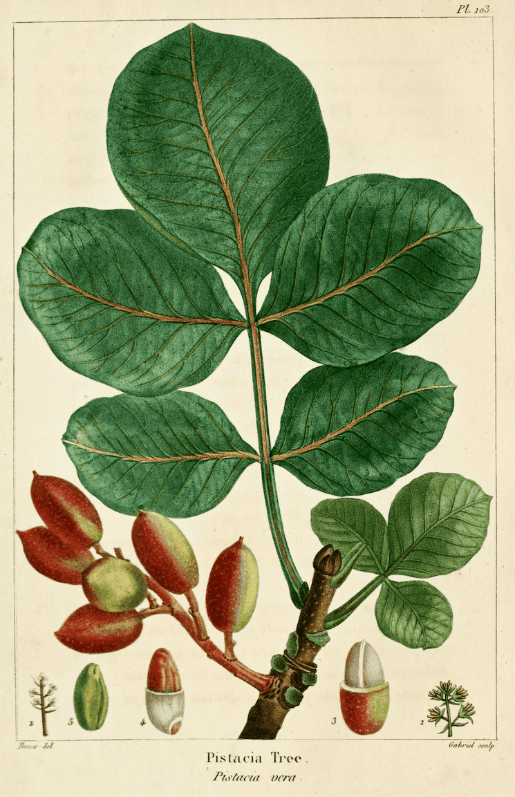 Illustration botanique ancienne du pistachier (Pistacia vera), l’arbre à pistaches cultivé depuis l’Antiquité
