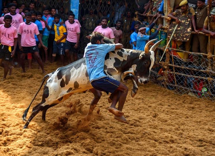 jallikattu madurai india inde