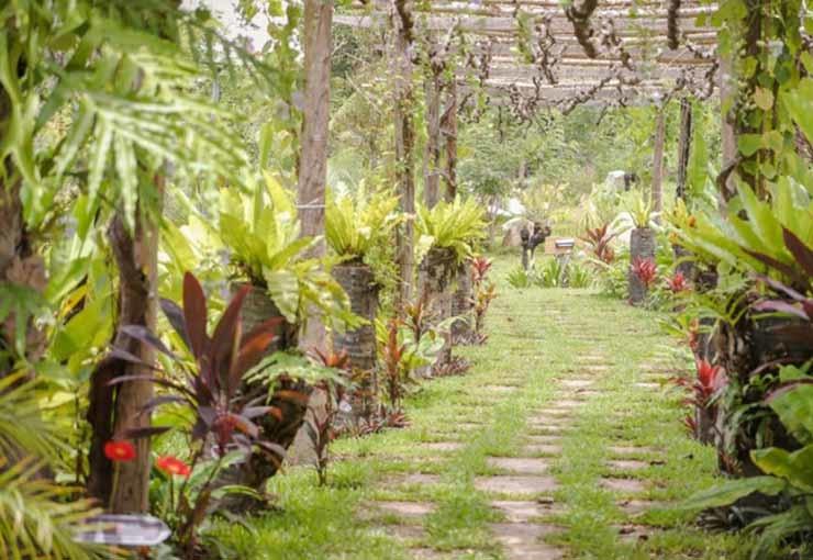 jardin botanique d'angkor