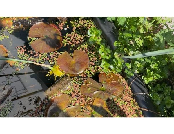 Une zone d'eau pour permettre de la fraicheur, à Energy Garden