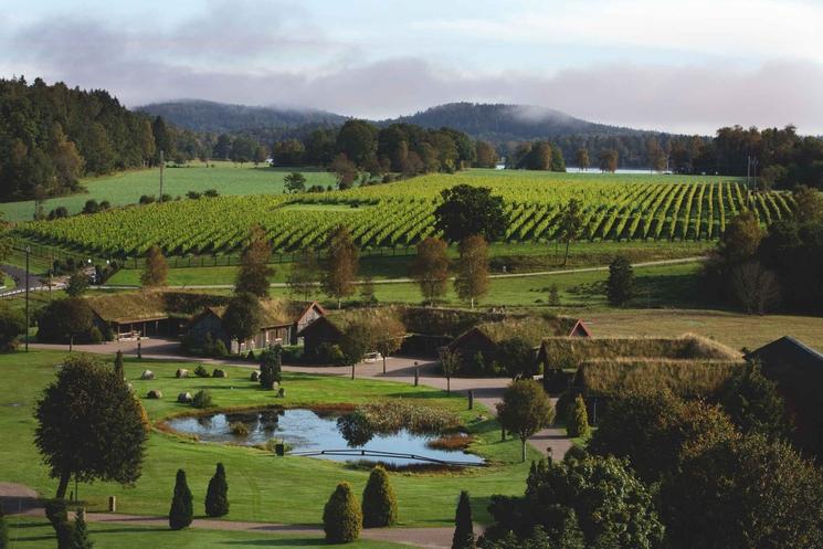 Viticulture Suède