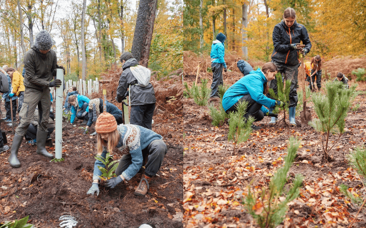 jeunesse franco allemand arbre 4500 wissembourg ofaj