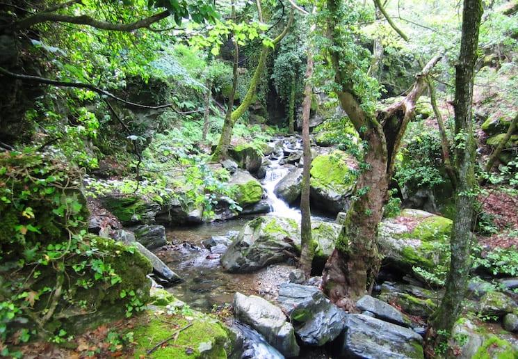 Sentier forestier traversé par un ruisseau dans le parc national de Kaz Dağları, Turquie