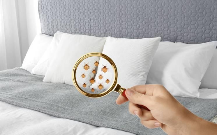 l’arme fatale contre les punaises de lit