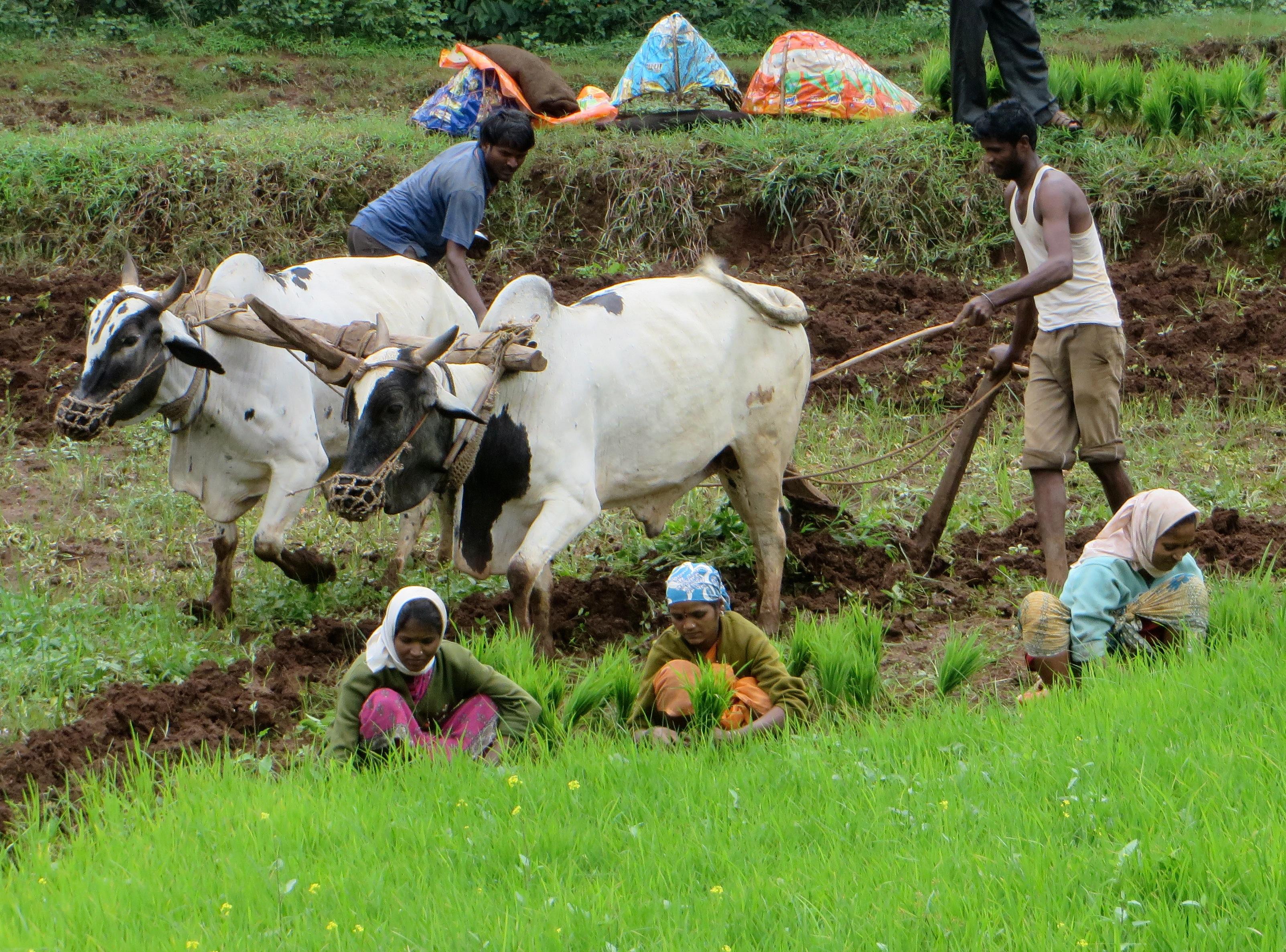 repiqueuses inde india