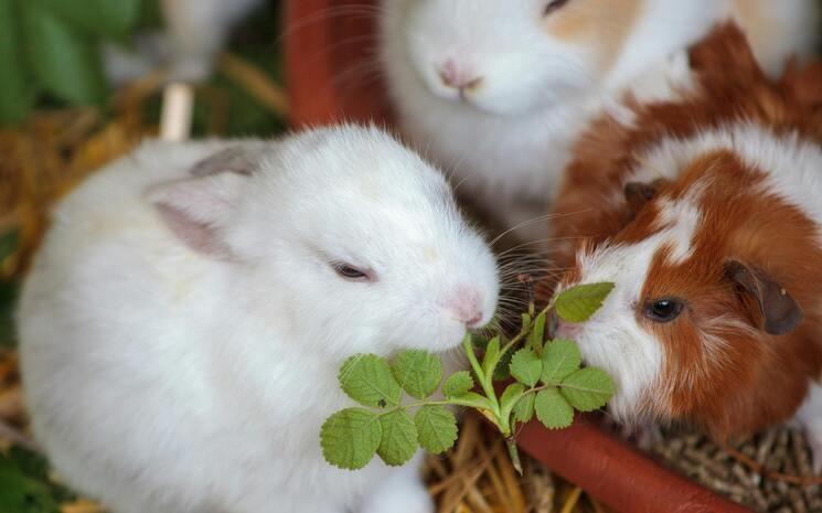 Un lapin et deux cochons d'inde mangent une feuille